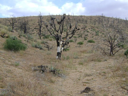 A burned joshua tree in the Mid Hills a couple hundred feet above the south side of Cedar Canyon Road