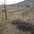 Desert four o'clock flowers brighten up this brown landscape northeast of Mid Hills campground
