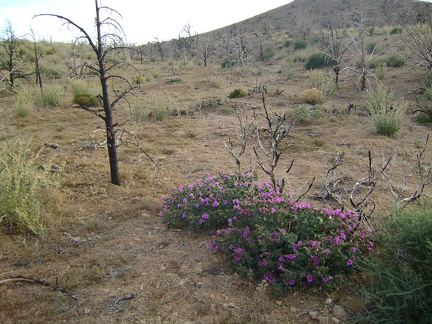 Desert four o'clock flowers brighten up this brown landscape northeast of Mid Hills campground