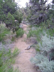 I walk up the drainage to the campground and almost resurface at the back of the wrong campsite at Mid Hills