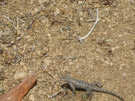 A noise outside my tent proves to be a lizard scurrying about