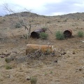 Approaching the Columbia Mine area, I pass a few abandoned metal tanks