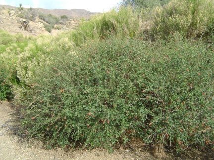 Rhus trilobata bushes at Macedonia Spring instead of water