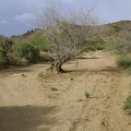 A tree grows in the wash in Macedonia Canyon, Mojave National Preserve