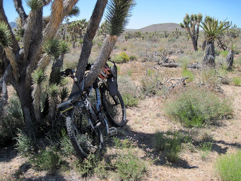 Before starting the hike to nearby Malpais Spring, I lock my bike to a joshua tree, for what it's worth