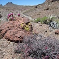 As I climb down into the canyon leading to Malpais Spring, I'm greeted by pink cactus and range ratany flowers