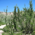 Just above Malpais Spring is another thicket area with lots of willows, and these upright bushes that I don't recognize
