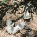 Quite a few moths flutter about in the moist area around Malpais Spring