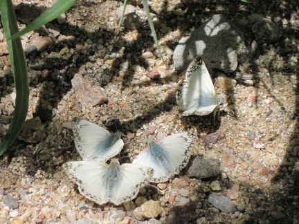 Quite a few moths flutter about in the moist area around Malpais Spring
