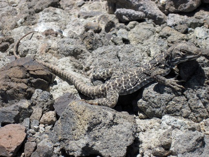Atop a rocky outcrop above Malpais Spring, I notice a lizard near my feet, who thinks I don't notice him
