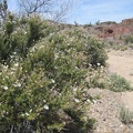 The white blooms of Cliff rose line some stretches of the upper part of Malpais Spring canyon