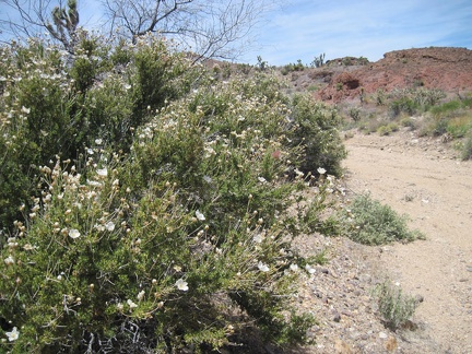 The white blooms of Cliff rose line some stretches of the upper part of Malpais Spring canyon