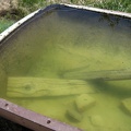 The water in the Indian Spring cistern is clean, aside from minor algal growth in the tank