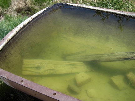 The water in the Indian Spring cistern is clean, aside from minor algal growth in the tank