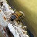 A bee sits on the edge of the Indian Spring cistern, enjoying the water's edge
