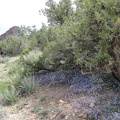 A patch of phacelias bloom under the shade line of an old juniper tree