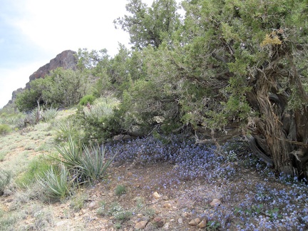 A patch of phacelias bloom under the shade line of an old juniper tree