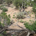 I walk along this ridge in the New York Mountains, parts of which are quite lush in a Mojave Desert way