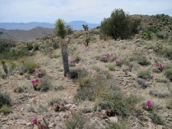 An open area on the ridge is dotted with tufts of pink cactus flowers