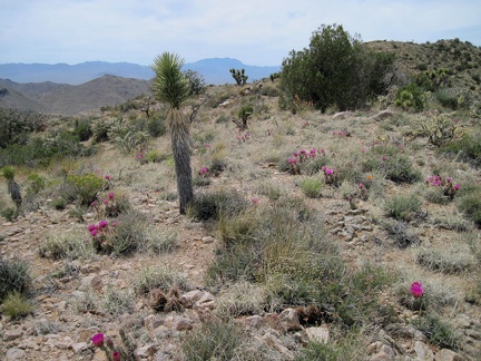 An open area on the ridge is dotted with tufts of pink cactus flowers