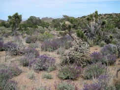 I decide not to climb up to the Castle Peaks, and instead hike down a wash and across the plateau toward Taylor Spring