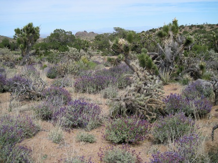 I decide not to climb up to the Castle Peaks, and instead hike down a wash and across the plateau toward Taylor Spring