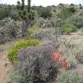 Occasional colour juxtapositions make for a scenic hike down this wash east of the Castle Peaks