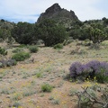 More purple desert sage and yellow desert marigolds as I glance up at the Castle Peaks