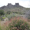 A patch of pink buckwheat flowers sits in my view of the Castle Peaks as I hike down the wash