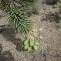Joshua tree fruits hang low at ground level