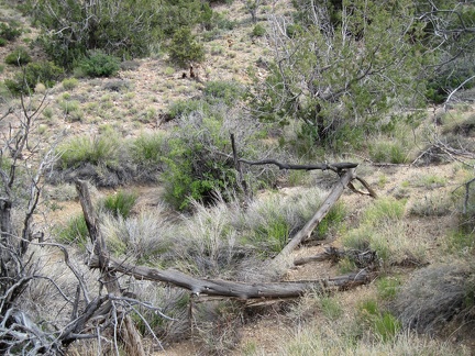 I almost walked past this old, fallen-down, unhewn-wood fence around the Taylor Spring site without noticing it