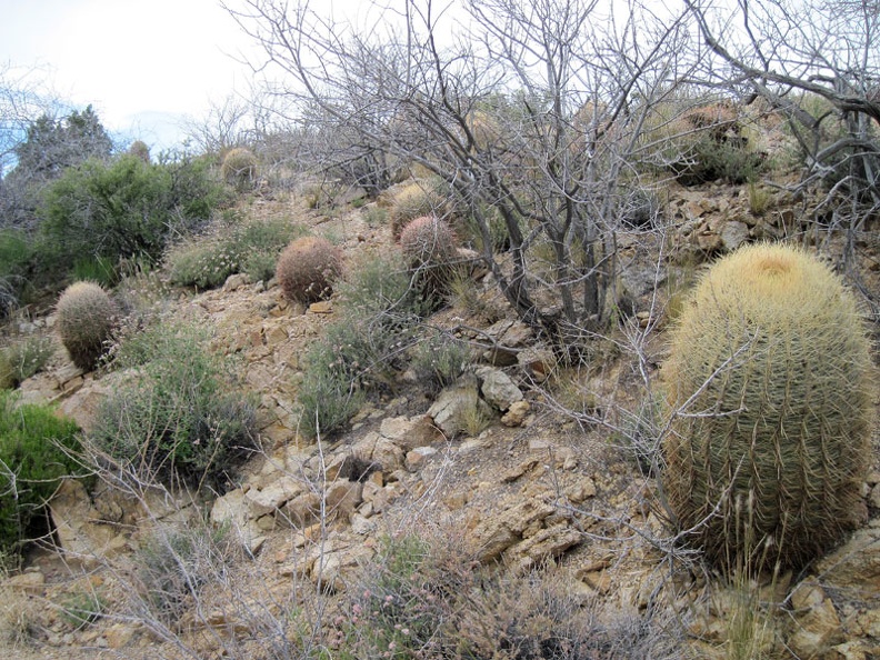 I start walking down the wash below Taylor Spring in a random route back to my campsite near Malpais Spring