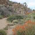 Orange desert mallow flowers contrast with the greenery in this sometimes-wet drainage (but not today)