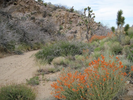 Orange desert mallow flowers contrast with the greenery in this sometimes-wet drainage (but not today)