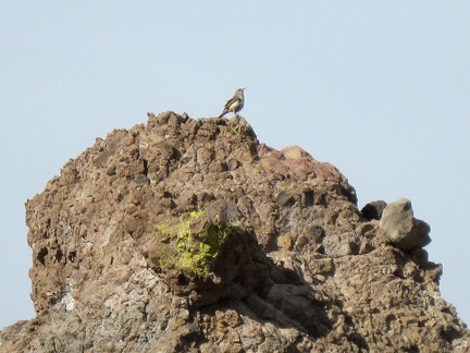 A lone bird sits high up on a rock, twittering away