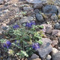A few miniature lupines grow in the gravel of Indian Spring Road