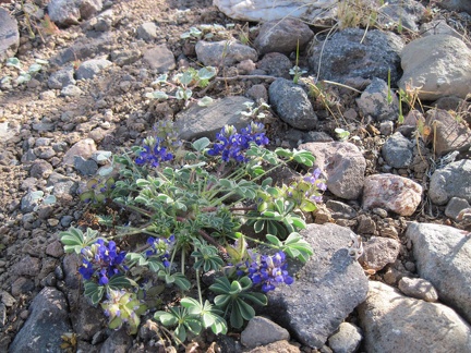 A few miniature lupines grow in the gravel of Indian Spring Road
