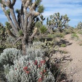 Red Indian paintbrush decorates the joshua tree forest on the old Indian Spring Road