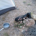 I fill my pot from my big black water bag next to pink buckwheat flowers; I'll make my instant meal shortly