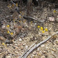 Gold flowers growing in the gravel near my tent, which I think at first are goldfields (Lasthenia californica)