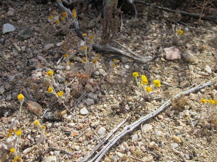 Gold flowers growing in the gravel near my tent, which I think at first are goldfields (Lasthenia californica)