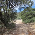 There are also a few old pinyon pine trees along Pine Spring Rd: not a surprise given the name of this place