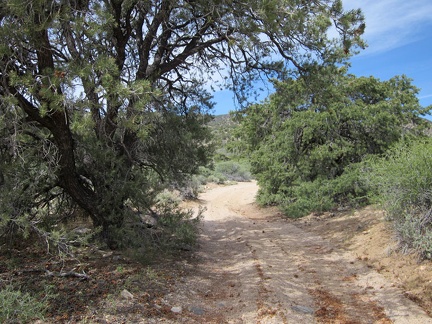 There are also a few old pinyon pine trees along Pine Spring Rd: not a surprise given the name of this place