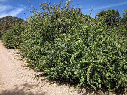 A few healthy barberry bushes grow along Pine Spring Road