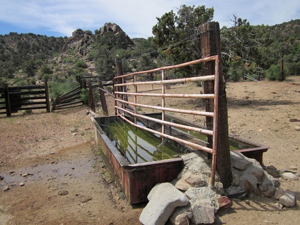 I'm surprised to find a trough at Pine Spring, overflowing with water of decent quality; a few bees are living on the margins