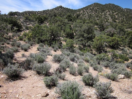 From this hill above Pine Spring, I see a possible route to the McCullough Mountains ridgeline straight ahead, a bit to the left