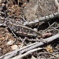 Out of nowhere, a grasshopper pops into the air and lands nearby