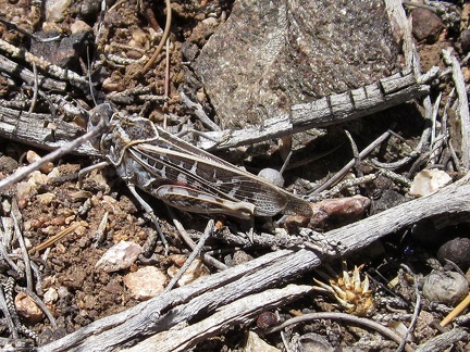 Out of nowhere, a grasshopper pops into the air and lands nearby