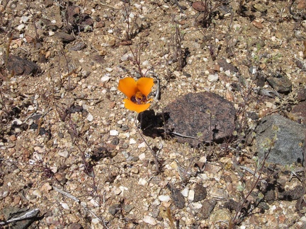 A few mariposa lilies are blooming on this hill above Pine Spring