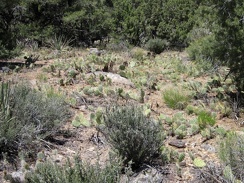 On the way down to the wash, a patch of ankle-high cacti requires careful avoidance hiking